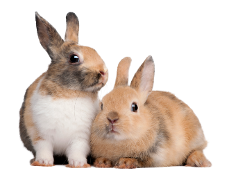 LAPIN LOCAL