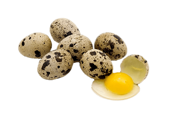 OEUF DE CAILLE